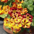 Nasturtium Seeds - Orchid Flame Variety - Tropaeolum majus - Vibrant Colorful Blooms for Garden, Containers, Pollinator Attracting