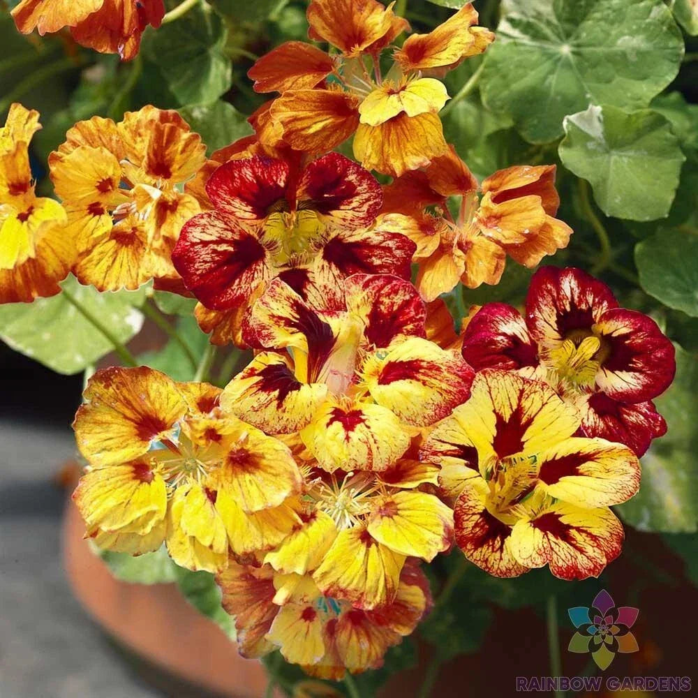 Nasturtium Seeds - Orchid Flame Variety - Tropaeolum majus - Vibrant Colorful Blooms for Garden, Containers, Pollinator Attracting