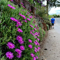 Ice Plant Seeds, Delosperma Cooperi, Drought Tolerant Ground Cover, Daisy Flowers, Hardy Perennial, 20 Seeds