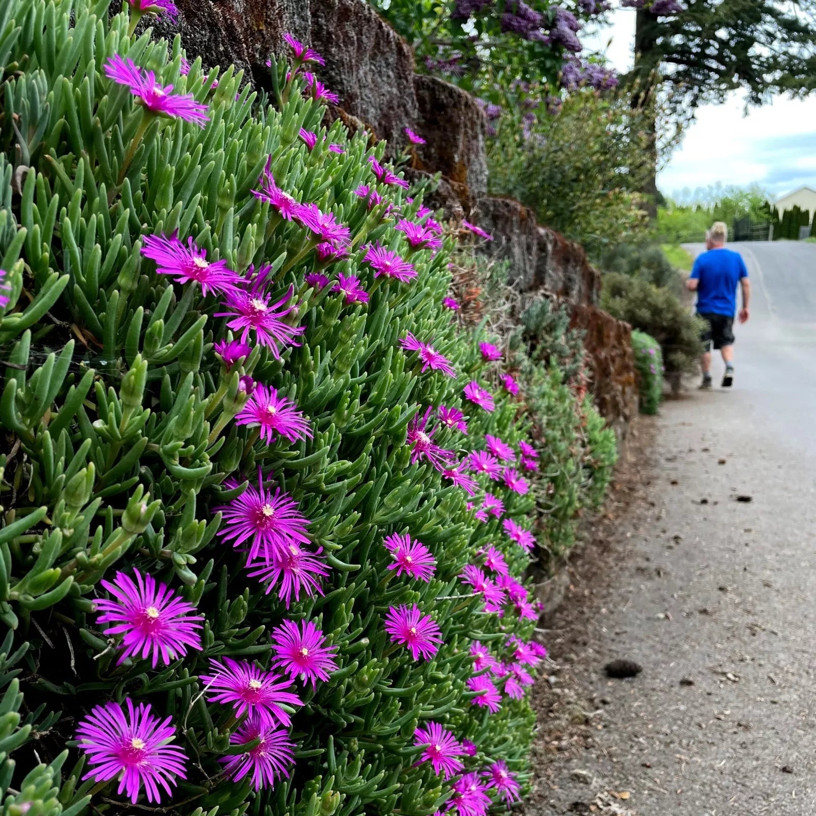 Ice Plant Seeds, Delosperma Cooperi, Drought Tolerant Ground Cover, Daisy Flowers, Hardy Perennial, 20 Seeds
