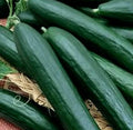 Cucumber Seeds - Armenian Dark Variety - Heirloom Cucumis sativus for Garden Planting, Fresh Eating & Pickling