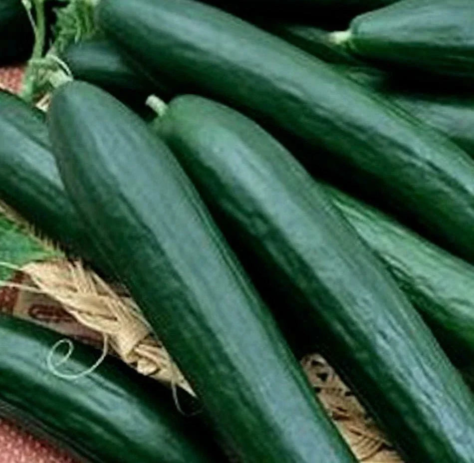 Cucumber Seeds - Armenian Dark Variety - Heirloom Cucumis sativus for Garden Planting, Fresh Eating & Pickling