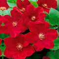 Bright Red Clematis Seeds - Perennial Climbing Vine - Vibrant Blooms - Clematis viticella - Fast Shipping from US Seller