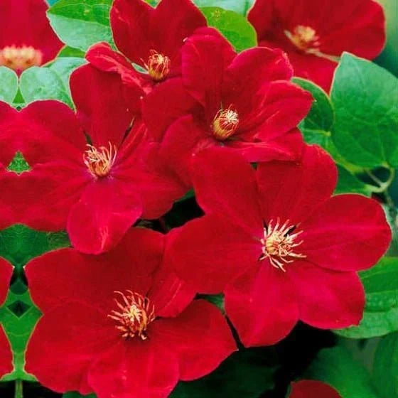 Bright Red Clematis Seeds - Perennial Climbing Vine - Vibrant Blooms - Clematis viticella - Fast Shipping from US Seller