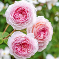 David Austin Rose Cuttings 5-8" Long James Galway Unrooted Live Rose Stems Rosa 'James Galway'
