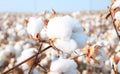 American Cotton Seeds for Planting - Gossypium hirsutum - Organic Heirloom Variety, 100 Seeds