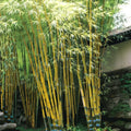 Bamboo Seeds 50 Pack for Privacy Screen, Clumping Asian Lemon Bambusa vulgaris 'Lemon' for Garden & Landscaping