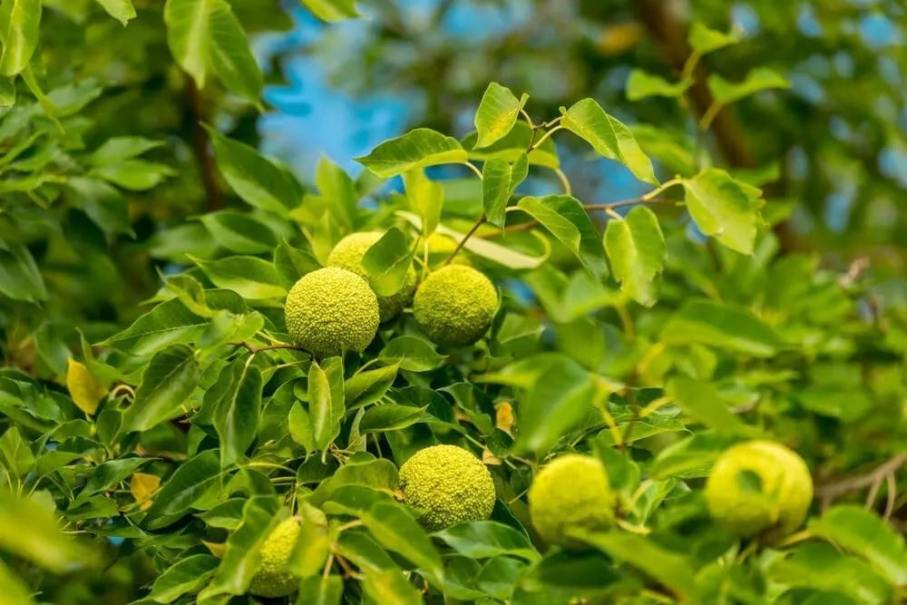 Osage Orange Tree Seedlings for Planting | Maclura pomifera | Hardy, Fast-Growing, Privacy Screen