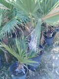 Dwarf Palmetto Live Plants Bundle – Sabal minor, Drought-Tolerant, Cold-Hardy, Wild-Grown Palms