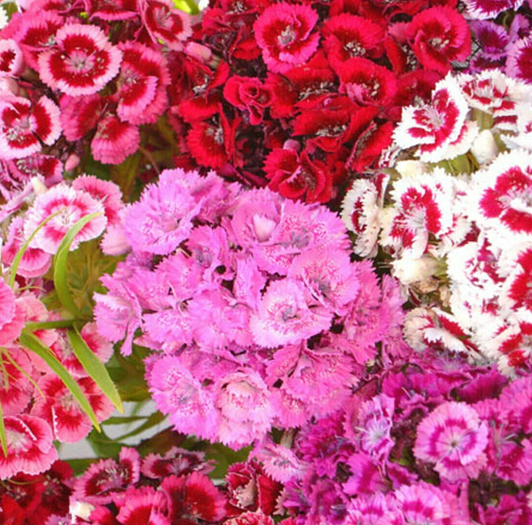 Sweet William Mix Seeds - Red Pink Dianthus barbatus Flower Seeds for Borders & Cut Flowers