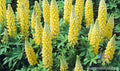 Saffron Lupine Seeds - 25+ Pack, Annual Flowering Plant, Lupinus angustifolius, Garden, Attracts Pollinators, Easy to Grow