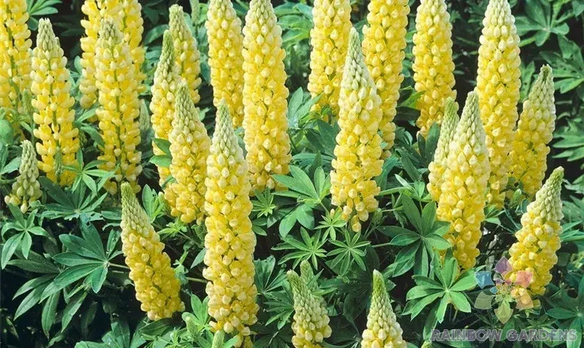 Saffron Lupine Seeds - 25+ Pack, Annual Flowering Plant, Lupinus angustifolius, Garden, Attracts Pollinators, Easy to Grow
