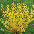 Forsythia Rooted Cuttings – 5 Fast Growing Plants with Bright Yellow Blooms – Forsythia x intermedia 'Mindor'