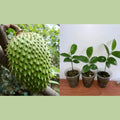 Live Soursop Plant 5-7” Tall, Annona Muricata, Tropical Fruit Tree for Indoor/Outdoor Gardening
