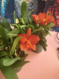 Cattleya Orchid Plant Bare Root with Buds – Short Stem, Epiphytic, Indoor/Outdoor Orchid, Cattleya spp.