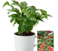 Coffee Arabica Tree Seeds - 10-110 Seeds for Indoor Air Purifying Houseplant - Easy Grow Coffea Arabica