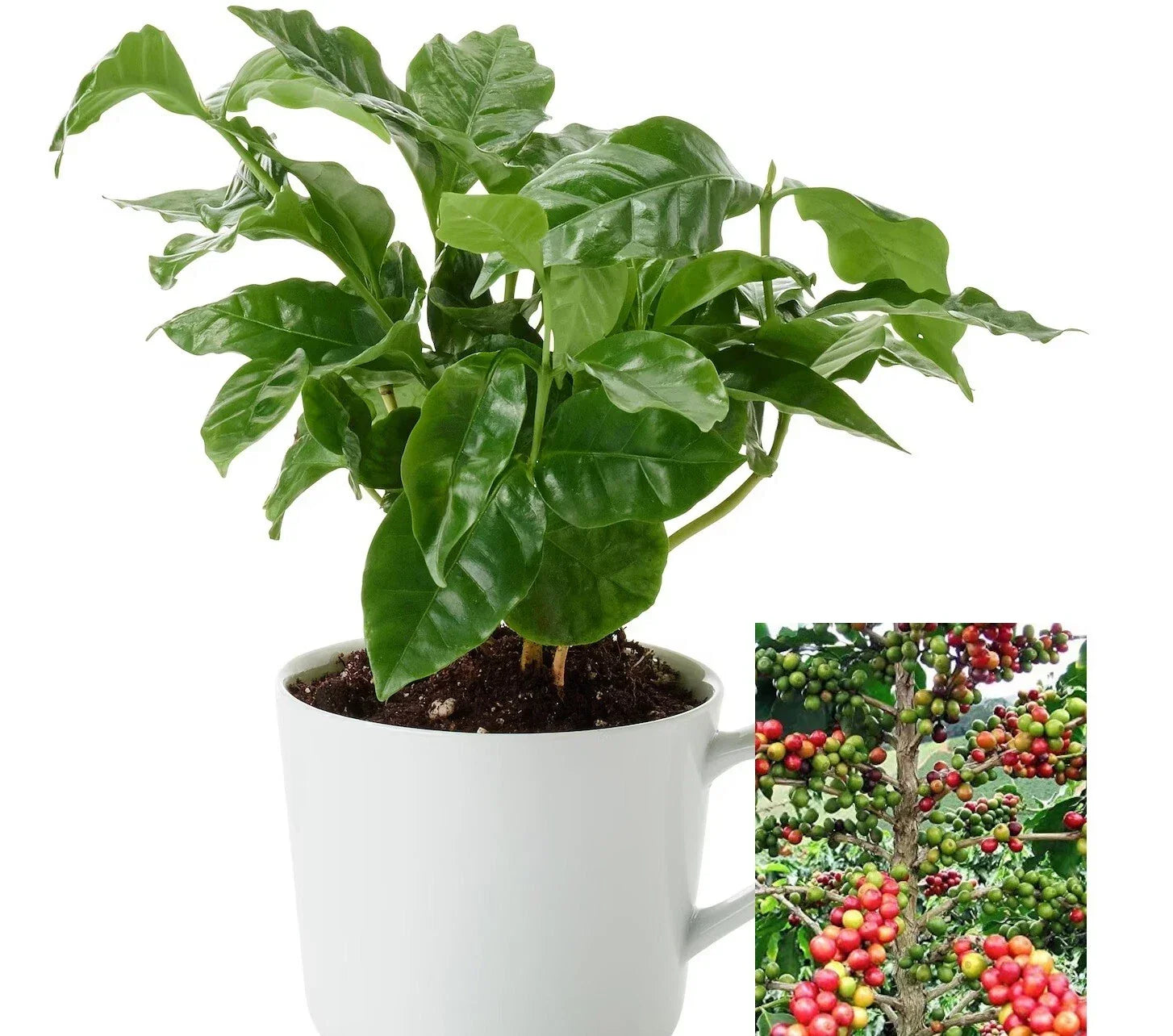 Coffee Arabica Tree Seeds - 10-110 Seeds for Indoor Air Purifying Houseplant - Easy Grow Coffea Arabica