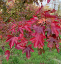 Hedge Maple Tree Seeds - 20 Pack - Acer campestre - Field Maple for Hedges & Landscaping
