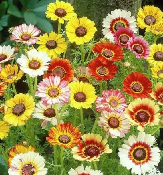 Painted Daisy Seeds - 250+ Mixed Colors Perennial Flowers for Pollinators - Bellis perennis