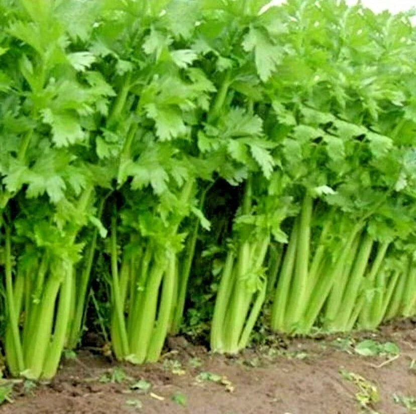 Organic Heirloom Utah Celery Seeds - 1001+ Tall Vegetable Seeds for Summer & Container Gardening Apium graveolens
