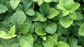 Pachysandra Terminalis 25 Bare Root Plants | Evergreen Shade Ground Cover