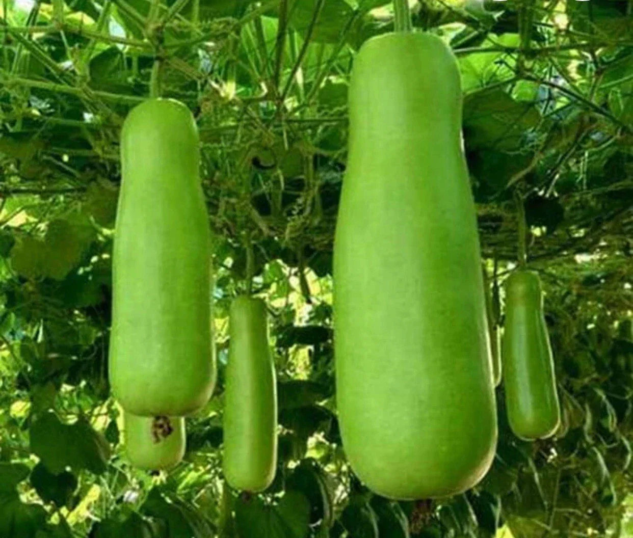 Heirloom Bottle Gourd Seeds - Upo Calabash, Vining, 15+ Seeds, Lagenaria siceraria, Nutritious Gourds for Cooking & Gardening