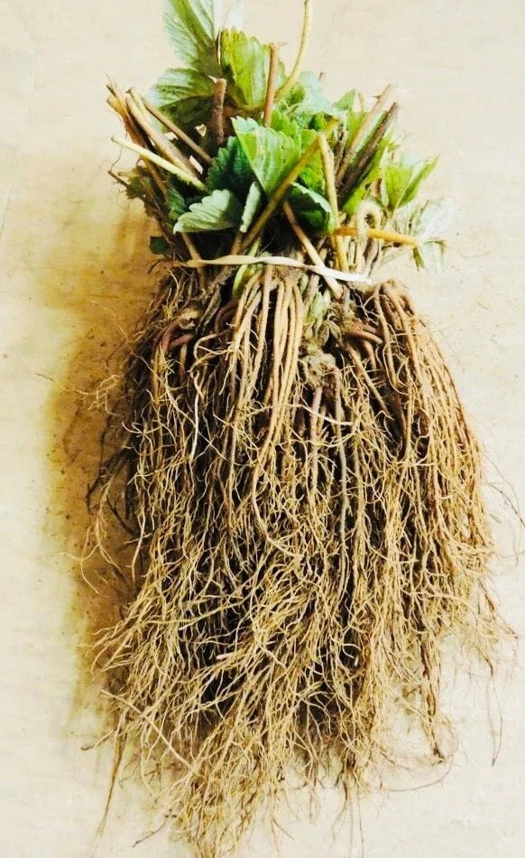 Everbearing Strawberry Bare Root Plants – Fragaria × ananassa – Continuous Fruit, Perennial, Live Plants for Garden & Containers
