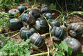Organic Buttercup Winter Squash Seeds – Cucurbita maxima, Heirloom, Non-GMO, USA Grown, 10 Seeds for Fall Harvest & Garden