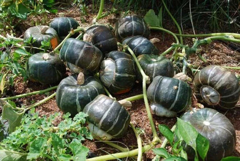 Organic Buttercup Winter Squash Seeds – Cucurbita maxima, Heirloom, Non-GMO, USA Grown, 10 Seeds for Fall Harvest & Garden