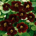 Nasturtium Seeds - Black Velvet Heirloom Edible Flowers - Non-GMO Tropaeolum majus - Garden Plant, Pollinator Attractant