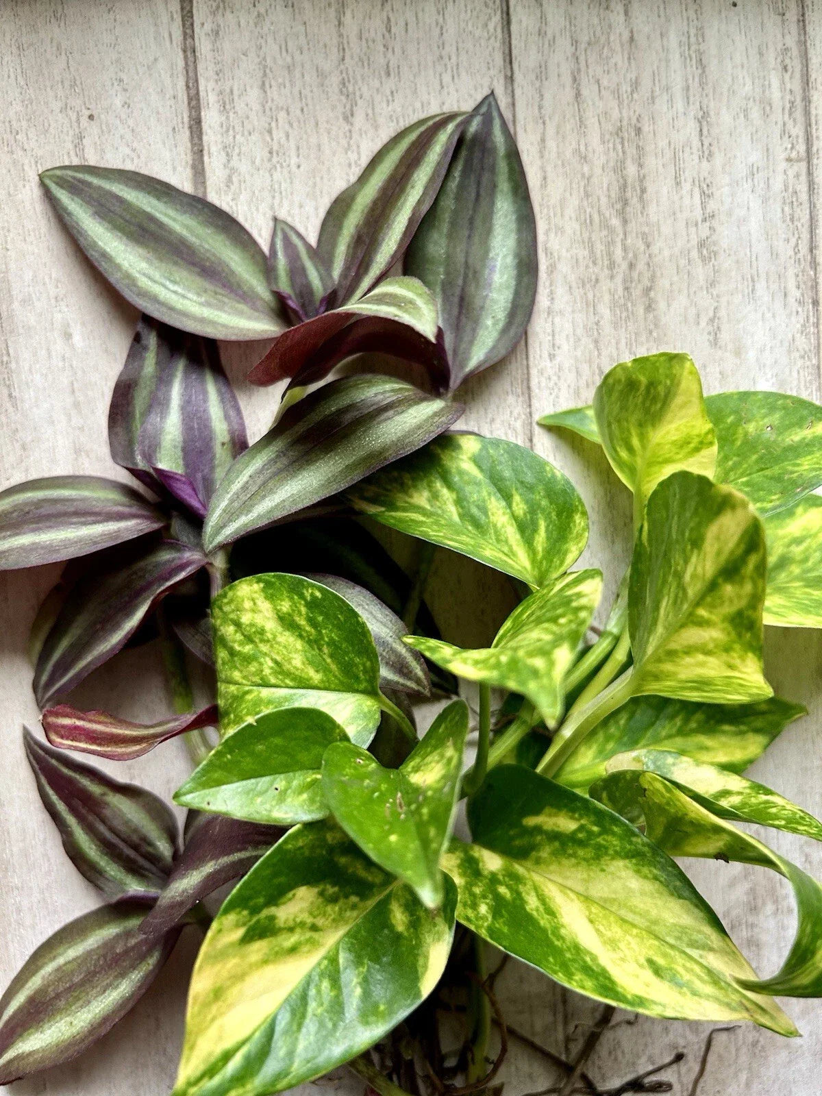Rooted Pothos & Wandering Jew Cuttings - Live Indoor House Plants for Trailing Decor - Epipremnum aureum & Tradescantia zebrina