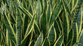 Rooted Sansevieria Snake Plant - Mother-in-Law's Tongue - Air Purifying Indoor Plant in 6-Inch Pot - Dracaena trifasciata