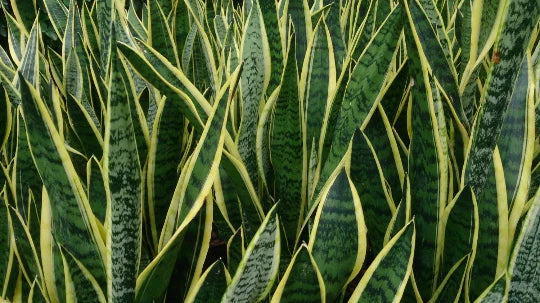 Rooted Sansevieria Snake Plant - Mother-in-Law's Tongue - Air Purifying Indoor Plant in 6-Inch Pot - Dracaena trifasciata