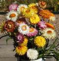 Tall Strawflower Dried Flowers Seeds - Mixed Colors, Non-GMO, Helichrysum bracteatum, Cut Flower Arrangements, 500 Seeds