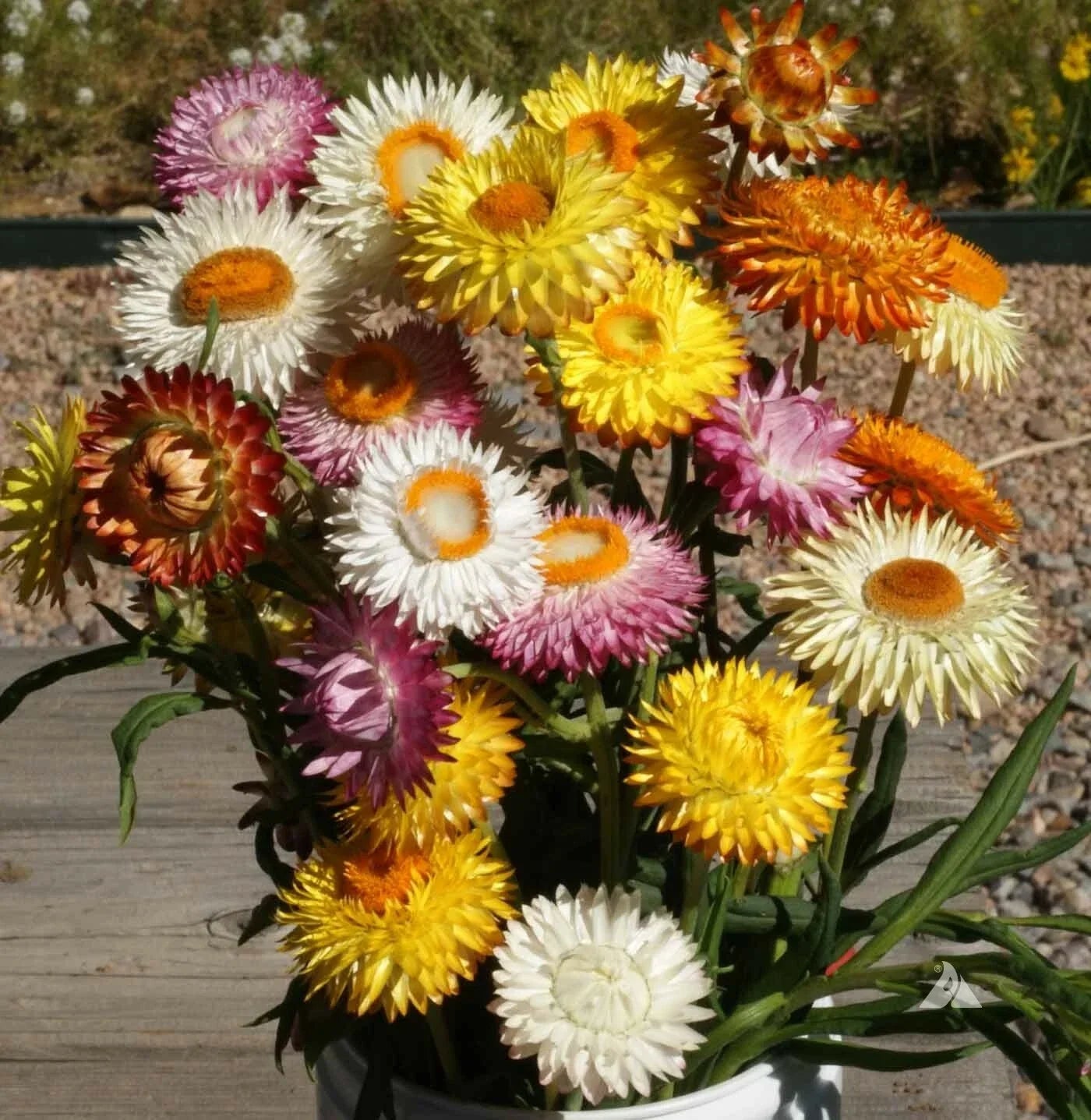 Tall Strawflower Dried Flowers Seeds - Mixed Colors, Non-GMO, Helichrysum bracteatum, Cut Flower Arrangements, 500 Seeds