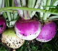 Purple Top Turnip Seeds 1000+ Brassica rapa Vegetable Garden Culinary for Soups and Stews