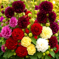 Hollyhock Seeds - Autumn Mix, 200+ Large Flowers, Attracts Hummingbirds & Bees, Alcea rosea, Cottage Garden, Pollinator-Friendly