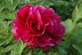 Peony Seeds Pack - 10pc Exotic Flower Seeds - Paeonia spp. Garden Plant for Outdoors and Pots