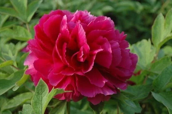Peony Seeds Pack - 10pc Exotic Flower Seeds - Paeonia spp. Garden Plant for Outdoors and Pots