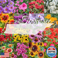 Tennessee Wildflower Seed Mix 1lb - Native Perennial Flowers for Pollinators & Biodiversity