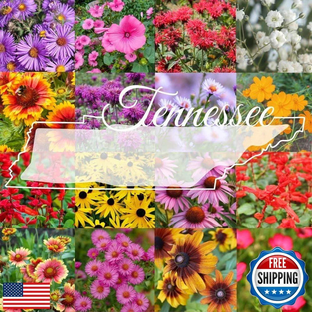 Tennessee Wildflower Seed Mix 1lb - Native Perennial Flowers for Pollinators & Biodiversity