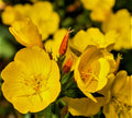 Evening Primrose Seeds 500+ Non-GMO Oenothera biennis for Garden, Wildflower, Pollinator Attractant