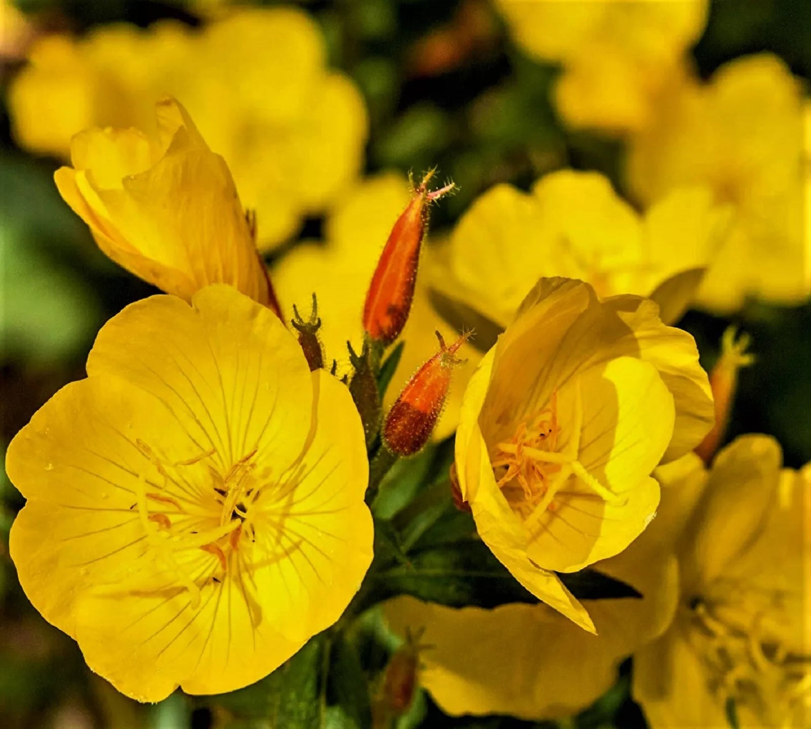Evening Primrose Seeds 500+ Non-GMO Oenothera biennis for Garden, Wildflower, Pollinator Attractant