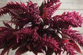 Red Spike Amaranthus Seeds – 100 Organic Amaranthus cruentus for Gardens, Borders & Containers
