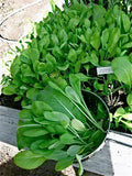 Komatsuna Japanese Green Seeds - Brassica rapa var. perviridis, Easy to Grow, Mild & Tender Leafy Green, Salad & Stir-fry Seeds