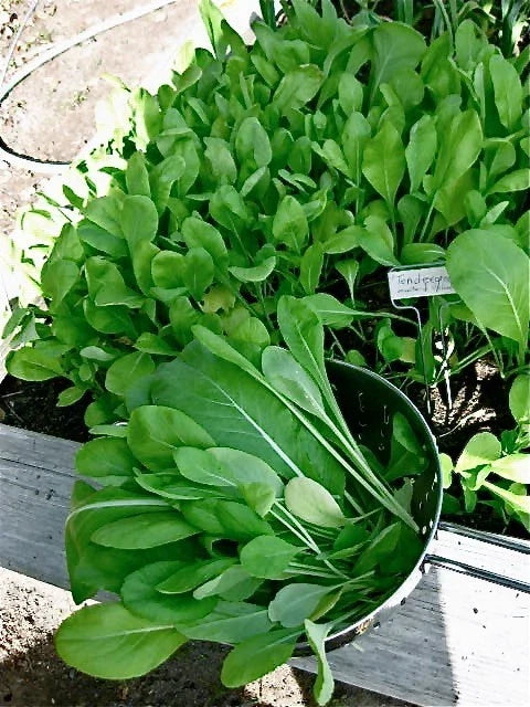 Komatsuna Japanese Green Seeds - Brassica rapa var. perviridis, Easy to Grow, Mild & Tender Leafy Green, Salad & Stir-fry Seeds