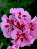 Geranium Live Plant - Baby Pink with Bright Red Center, 8 Inches, Pelargonium, Perennial, Flowering Garden Plant