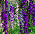 Larkspur Seeds 200+ Rocket Mix - Purple & White Annual Flower Delphinium ajacis for Borders & Cut Flowers