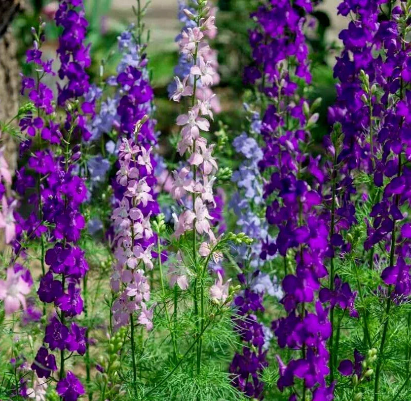 Larkspur Seeds 200+ Rocket Mix - Purple & White Annual Flower Delphinium ajacis for Borders & Cut Flowers
