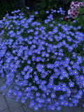 Blue Daisy Plant - 12-18 Inches Tall, Felicia amelloides, Hardy Perennial, Well-Established Roots, Blue Flowers, Garden Border, Container Plant